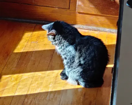 Alice our cat sleeping in the sun while sitting.