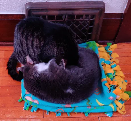 Alice used to like to put her head on you and just sit there on this day she did it to Opal.