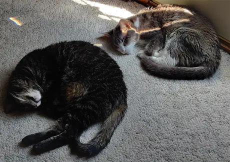 Alice and Opal laying together in a sunny warm spot.