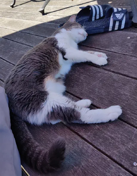 Opal laying outside with me on a summer day.