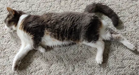 Opal laying outside with me on a summer day.