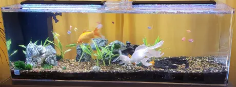My aquarium in 2018 with live plants in it.