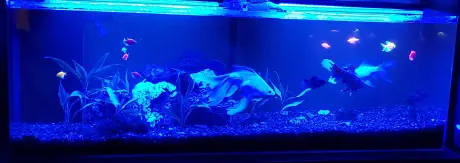 My aquarium in 2018 lit with blue lights at night.