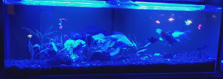 My aquarium in 2018 lit with blue lights at night.