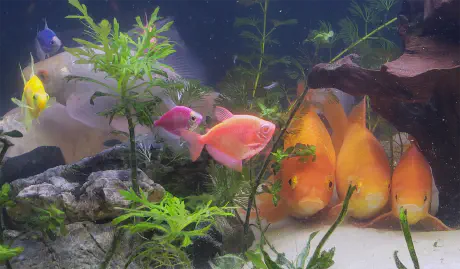 My goldfish were all lined up sleeping together this cold morning.